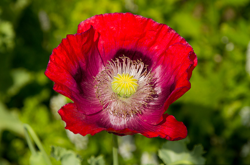 Poppy_030711_1.jpg