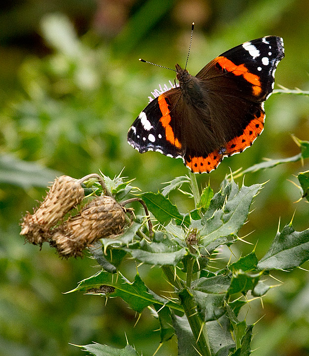 Red_Admiral_091011_1.jpg