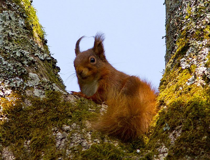 Red_Squirrel_100411_1.jpg