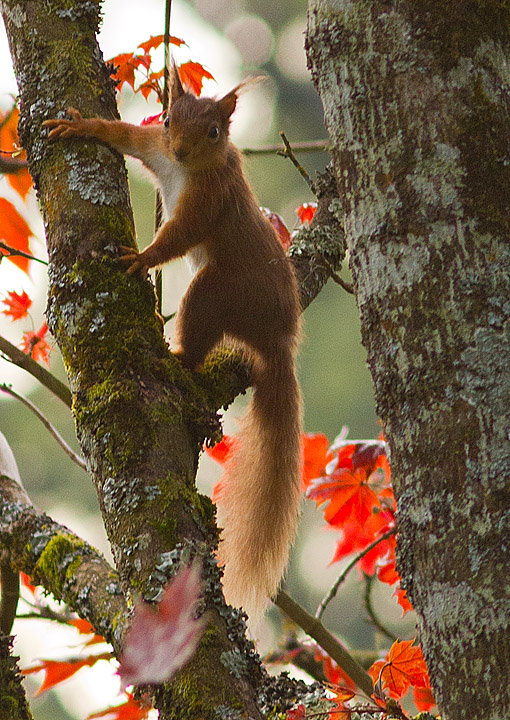 Red_Squirrel_220411_1.jpg