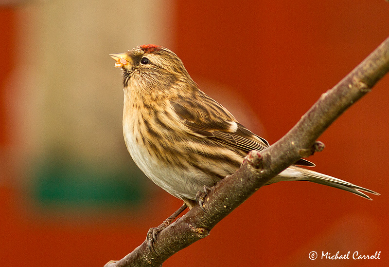 Redpoll_1.jpg