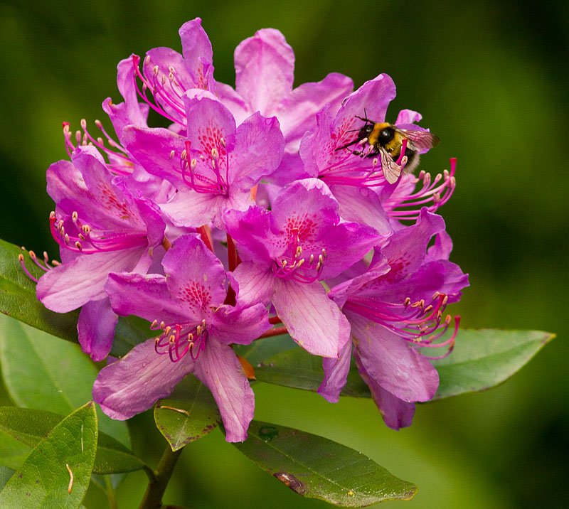 Rhododendron_190611_2.jpg