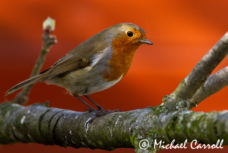 Robin_180312_1.jpg