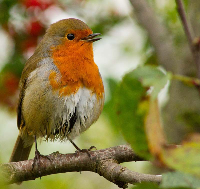 Robin_201111_1.jpg