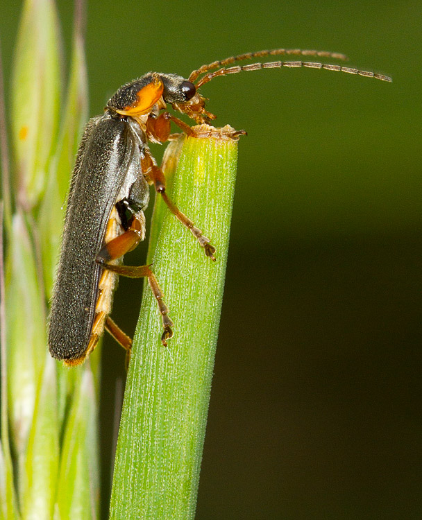 Soldier_Beetle_290511_3.jpg