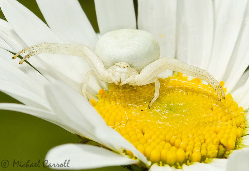 Spider_100612_2.jpg