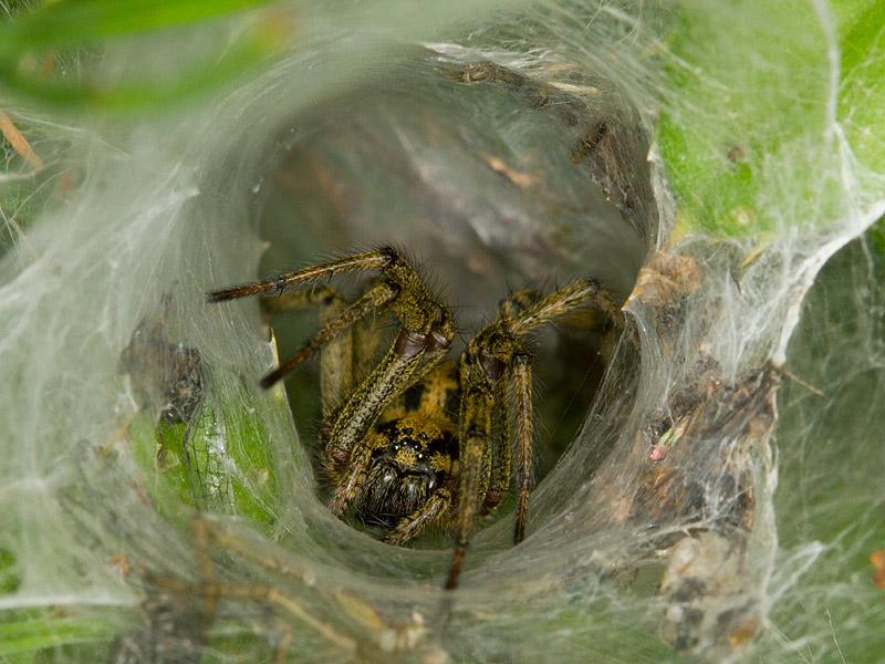 Spider_100711_1.jpg