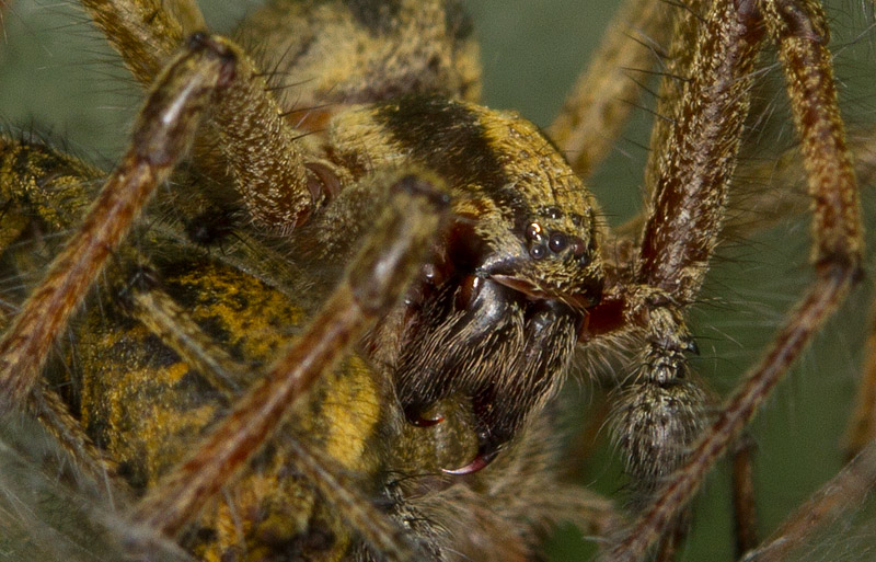 Spider_100711_2.jpg