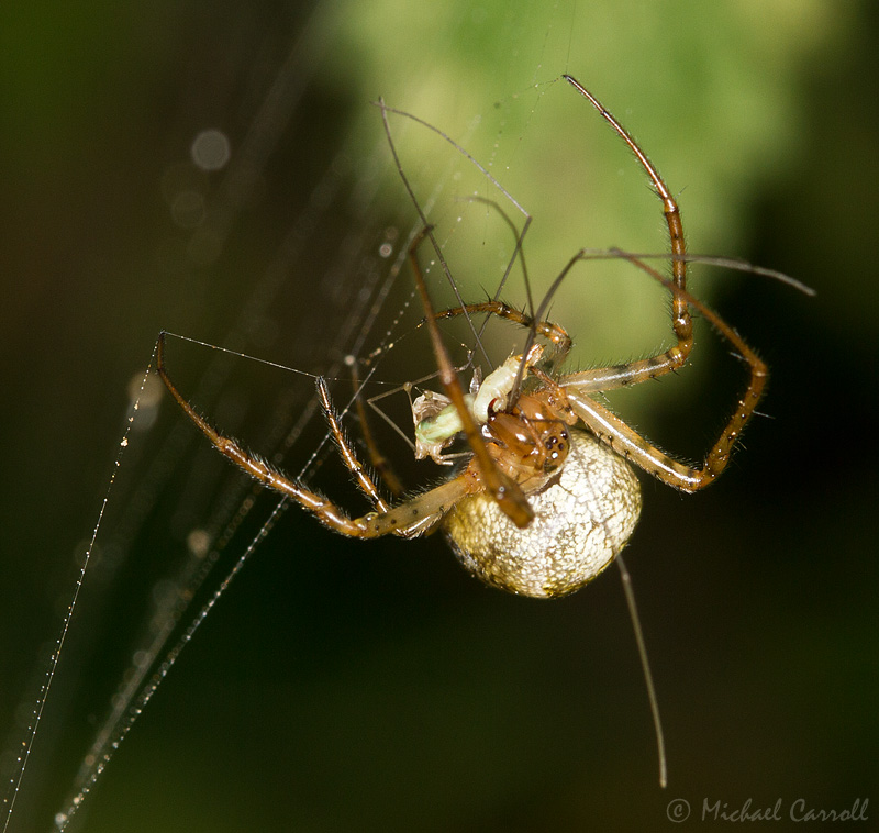 Spider_800px_071012_1.jpg