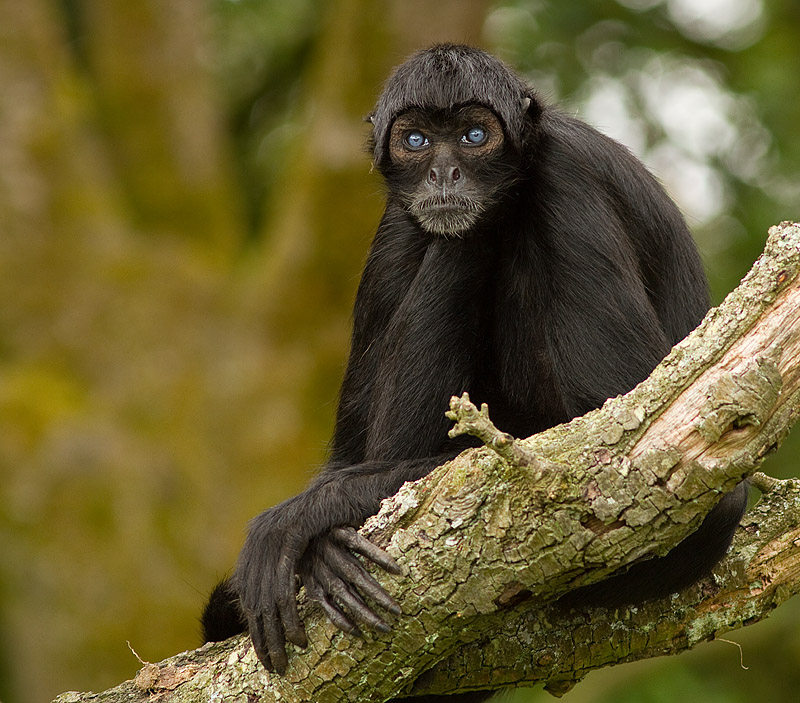 Spider_Monkey_Fota_240711_1.jpg