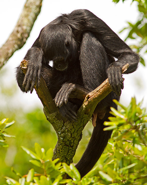 Spider_Monkey_Fota_240711_5.jpg