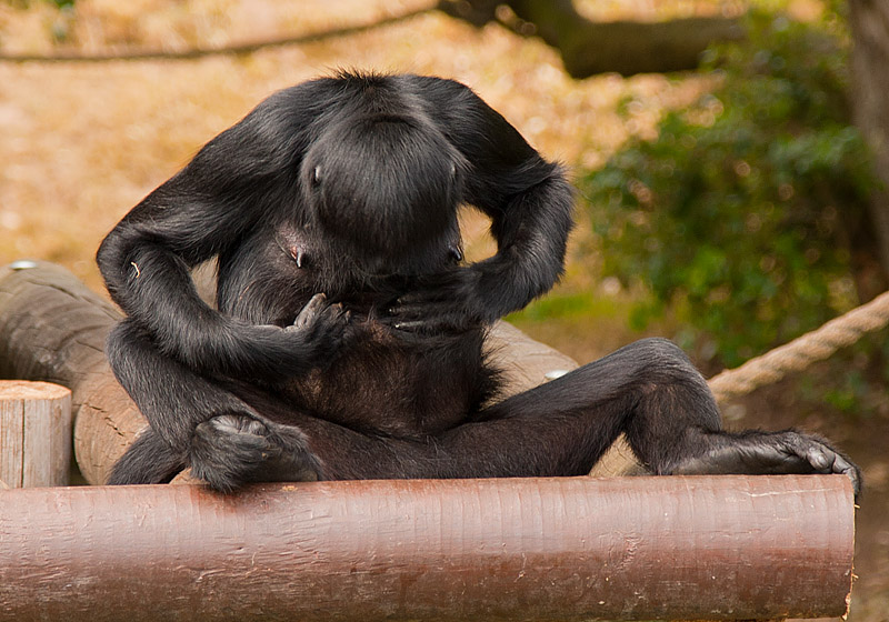 Spider_Monkey_Fota_240711_6.jpg