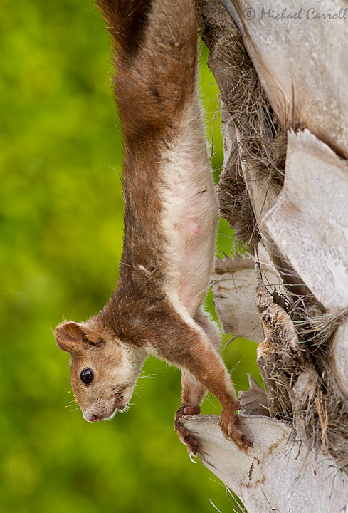 Squirrel_090812_web_2.jpg