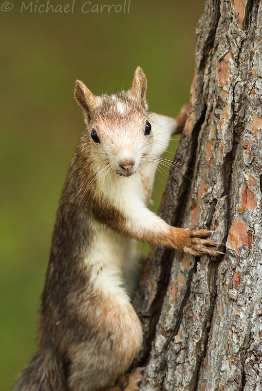 Squirrel_Spain_2014_1.jpg