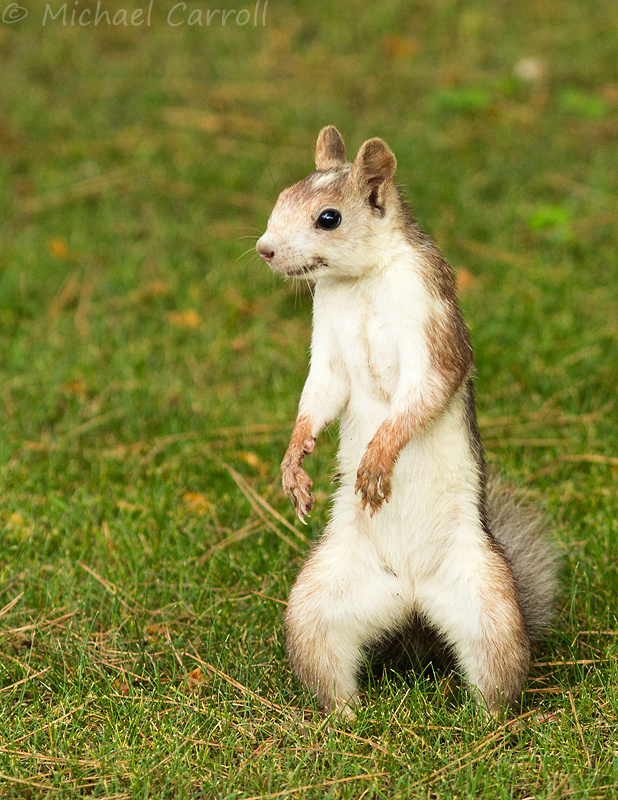 Squirrel_Spain_2014_2.jpg