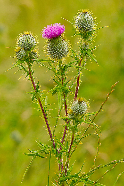 Thistle_140711_1.jpg