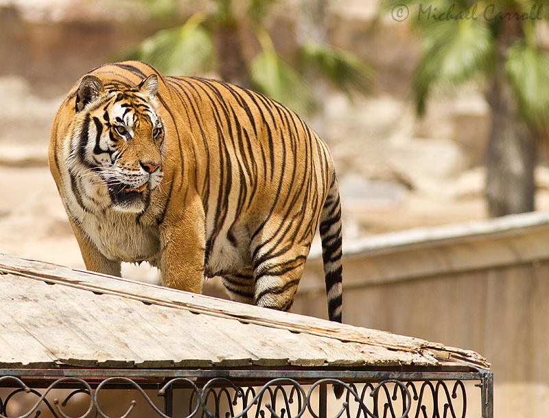 Tiger_2012_web_4.jpg