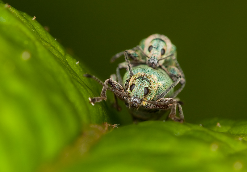 Weevils_070610_1.jpg