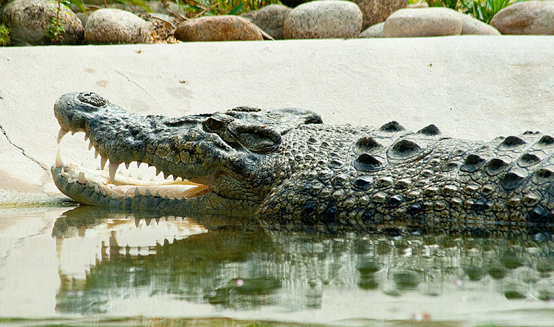 croc_1.jpg