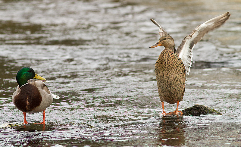 ducks_1.jpg